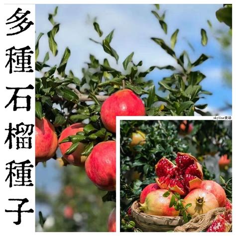 大果石榴種植|石榴樹種植：石榴樹種植多久結果？如何促進石榴樹多。